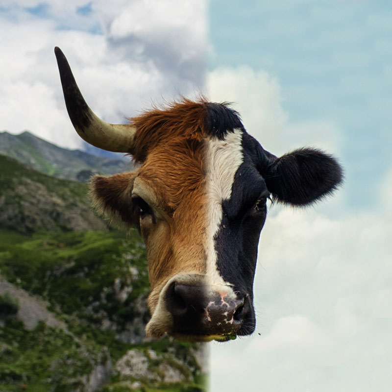 Frisona - Asturiana de los Valles